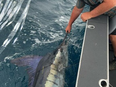 Stuart leading his Marlin.
