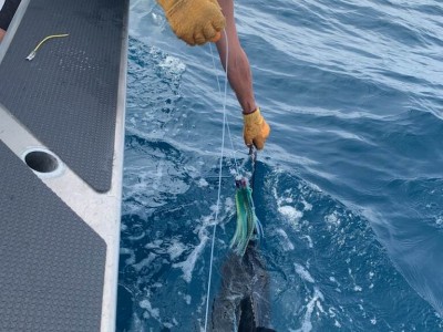 Glenn leading the marlin.
