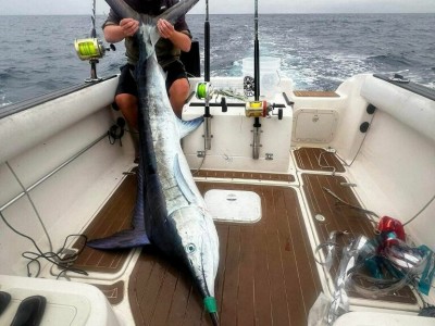 Scott's 81kg Marlin