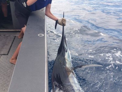 Matthews first Marlin