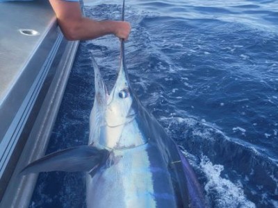 2022 - 2023 Tagged & Released