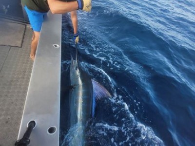 2022 - 2023 Tagged & Released 2