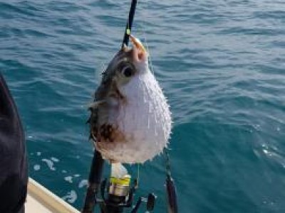 2018-2019 Tom's Puffer fish